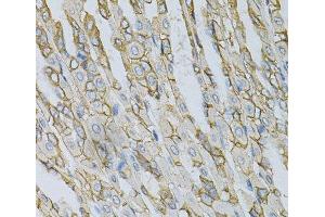 Immunohistochemistry of paraffin-embedded Mouse stomach using AP2B1 Polyclonal Antibody at dilution of 1:100 (40x lens). (AP2B1 anticorps)
