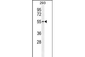 WIPF2 Antibody (C-term) (ABIN654930 and ABIN2844573) western blot analysis in 293 cell line lysates (35 μg/lane). (WIPF2 anticorps  (C-Term))
