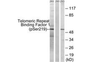 Western blot analysis of extracts from 293 cells treated with paclitaxel 1uM 24h, using Telomeric Repeat Binding Factor 1 (Phospho-Ser219) Antibody. (TRF1 anticorps  (pSer219))