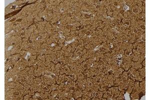 ABIN6277205 at 1/100 staining Human brain tissue by IHC-P. (Histone 3 anticorps  (H3K79me2))