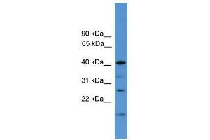 Western Blot showing SCAMP1 antibody used at a concentration of 1-2 ug/ml to detect its target protein. (SCAMP1 anticorps  (Middle Region))