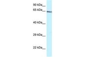 Image no. 1 for anti-GATA Zinc Finger Domain Containing 2B (GATAD2B) (C-Term) antibody (ABIN6747726)