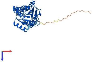 AlphaFold protein structure predicition of Human Recombinant DHRS4 Protein, UniprotID Q9BTZ2