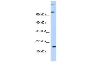 anti-Chemokine (C-C Motif) Ligand 7 (CCL7) (N-Term) antibody
