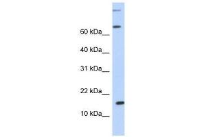Western Blot showing CCL7 antibody used at a concentration of 1.