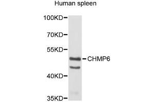 Western blot analysis of extracts of human spleen, using CHMP6 antibody (ABIN5972875). (CHMP6 anticorps)
