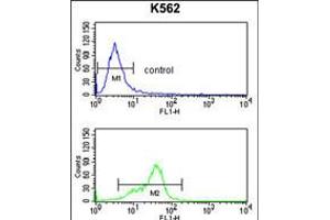 Flow cytometry analysis of K562 cells (bottom histogram) compared to a negative control cell (top histogram). (MFAP5 anticorps  (C-Term))