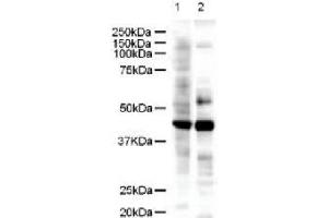 Figure 1. (LIM Domain Binding 2 Protein anticorps  (AA 107-120))