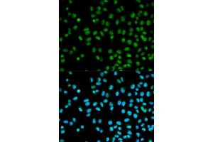 Immunofluorescence analysis of HeLa cells using CST8 antibody (ABIN5970566).