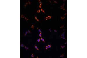 Immunofluorescence analysis of NIH-3T3 cells using  Rabbit pAb (ABIN6131387, ABIN6136467, ABIN6136469 and ABIN6222130) at dilution of 100 (40x lens). (ACSS2 anticorps)