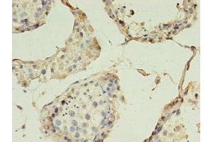 Immunohistochemistry of paraffin-embedded human testis tissue using ABIN7147867 at dilution of 1:100