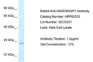 Western Blotting (WB) image for anti-Growth Arrest and DNA-Damage-Inducible, gamma Interacting Protein 1 (GADD45GIP1) (Middle Region) antibody (ABIN2789108) (GADD45GIP1 anticorps  (Middle Region))