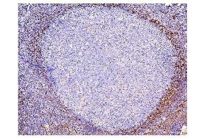 IHC analysis of ADK using anti-ADK antibody (ABIN7600222). (ADK anticorps  (AA 165-351))