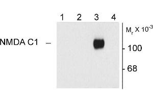 Western blots of 10 ug of HEK 293 cells expressing: Lane 1 - HEK cells without NR1 expression (Mock), Lane 2 - NR1 subunit containing only the C2 Insert, Lane 3 - NR1 subunit containing the C1 and C2' Insert, Lane 4 - NR1 subunit containing the N1 and C2' Insert showing specific immunolabeling of the ~120k NR1 subunit of the NMDA receptor containing the C1 splice variant insert. (GRIN1/NMDAR1 anticorps)