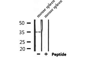 Western blot analysis of extracts from mouse spleen, using OR4D2 Antibody.