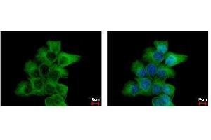 ICC/IF Image alpha Tubulin antibody detects TUBA1B protein at cytoskeleton by immunofluorescent analysis.
