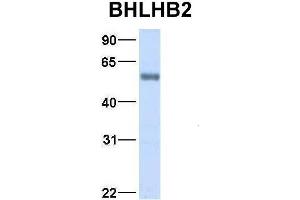 Host:  Rabbit  Target Name:  BHLHB2  Sample Type:  Human Fetal Lung  Antibody Dilution:  1. (BHLHE40 anticorps  (Middle Region))