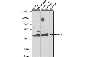 Western blot analysis of extracts of various cell lines, using PPM1K antibody (ABIN7269697) at 1:1000 dilution. (PPM1K anticorps  (AA 183-372))