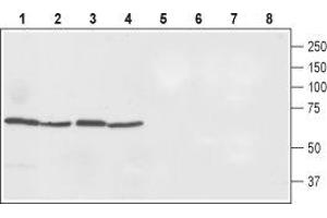 Western blot analysis of rat spleen (lanes 1 and 5), rat small intestine (lanes 2 and 6), rat liver (lanes 3 and 7) and mouse liver (lanes 4 and 8) lysates. (SLC40A1 anticorps  (2nd Cytoplasmic Loop))