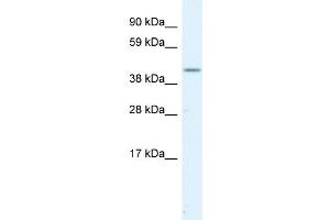 WB Suggested Anti-SERPINH1  Antibody Titration: 1.