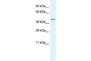 WB Suggested Anti-SERPINH1  Antibody Titration: 1. (SERPINH1 anticorps  (C-Term))
