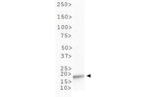 Western Blot of Rabbit Anti-Histone H3 [ac Lys4] Antibody.