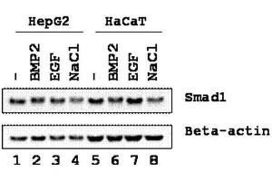 Western blot using  Affinity Purified anti-SMAD1 antibody shows detection of endogenous SMAD1 in whole cell lysates from human hepatoma (HEPG2, lanes 1-4) and keratinocyte (HaCaT, lanes 5-8) derived cell lines treated with PBS, BMP2, EGF, or NaCl for 1 h at 37°C before harvest. (SMAD1 anticorps  (Internal Region))