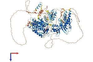 AlphaFold protein structure predicition of Mouse Recombinant Adar Protein, UniprotID Q99MU3