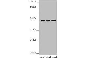 Western blot All lanes: BCS1L antibody at 3. (BCS1L anticorps  (AA 33-240))