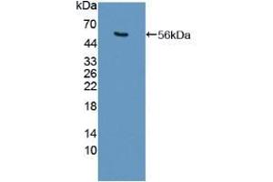 Figure. (USP7 anticorps  (AA 54-507))