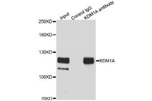 Immunoprecipitation analysis of 200ug extracts of HeLa cells using 3ug KDM1A antibody. (LSD1 anticorps)