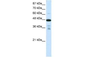 PRMT2 antibody used at 0. (PRMT2 anticorps  (N-Term))