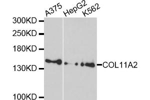 Western blot analysis of extracts of various cell lines, using COL11A2 antibody. (COL11A2 anticorps)