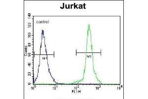 KLF14 Antibody (C-term) (ABIN654237 and ABIN2844068) flow cytometric analysis of Jurkat cells (right histogram) compared to a negative control cell (left histogram). (KLF14 anticorps  (C-Term))