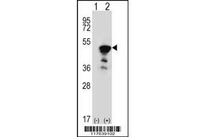 Western blot analysis of FEN1 using rabbit polyclonal FEN1 Antibody using 293 cell lysates (2 ug/lane) either nontransfected (Lane 1) or transiently transfected (Lane 2) with the FEN1 gene. (FEN1 anticorps  (AA 243-272))