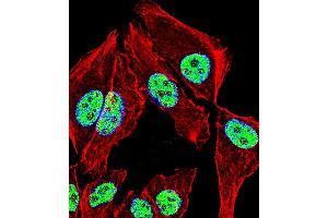 Fluorescent confocal image of A549 cell stained with ZNF207 Antibody (N-term). (ZNF207 anticorps  (N-Term))