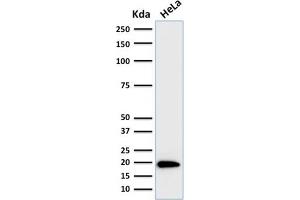 Western Blot Analysis of human HeLa cell lysate using Ferritin, Light Chain Mouse Monoclonal Antibody (FTL/1386).