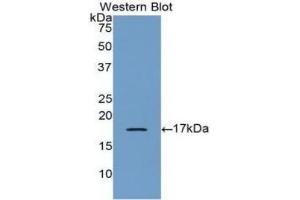 Detection of Recombinant BMP6, Human using Polyclonal Antibody to Bone Morphogenetic Protein 6 (BMP6) (BMP6 anticorps  (AA 375-513))