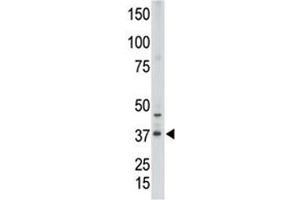 Western blot testing of CDX2 antibody and human placenta tissue lysate.