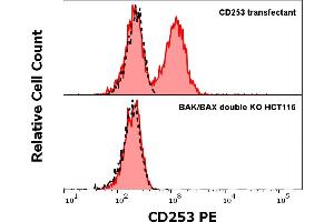 Anti-Hu CD253 PE antibody (clone 2E5) specificity verification by flow cytometry Colorectal cancer cell line HCT-116 with the eliminated expression of pro-apoptotic proteins BAK and BAX (prepared using CRISPR Cas9 gene editing approach) was used as host for CD253 (TRAIL) transfection. (TRAIL anticorps  (AA 95-281) (PE))