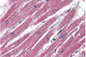 ABIN185342 (4µg/ml) staining of paraffin embedded Human Heart.
