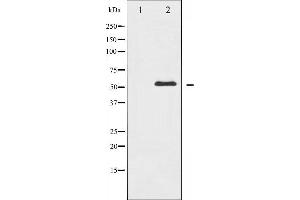 Western blot analysis of c-Abl expression in RAW264. (ABL1 anticorps)