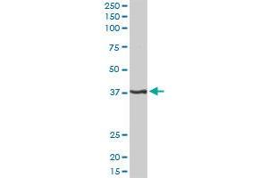 PITX1 MaxPab rabbit polyclonal antibody.