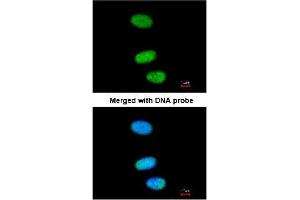 Immunofluorescence analysis of paraformaldehyde-fixed HeLa using AP22458PU-N SOX13 antibody at 1/200 dilution