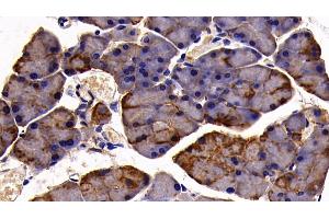 Detection of CK19 in Mouse Pancreas Tissue using Polyclonal Antibody to Cytokeratin 19 (CK19) (Cytokeratin 19 anticorps  (AA 1-403))