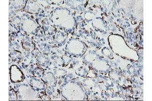 Image no. 2 for anti-Platelet/endothelial Cell Adhesion Molecule (PECAM1) antibody (ABIN1497242) (CD31 anticorps)