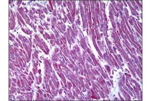 Immunohistochemistry (IHC) image for anti-Malate Dehydrogenase 2, NAD (Mitochondrial) (MDH2) antibody (ABIN953359)