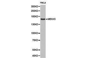 Western Blotting (WB) image for anti-Mitogen-Activated Protein Kinase Kinase Kinase 5 (MAP3K5) antibody (ABIN1873618)