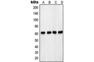 Western blot analysis of PDPK1 (pS241) expression in HeLa (A), MCF7 (B), NIH3T3 (C), PC12 EGF-treated (D) whole cell lysates. (PDPK1 anticorps  (pSer241))