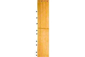 Western Blotting (WB) image for anti-ICP22 Delayed Early Protein (CMV ICP22) antibody (ABIN265545) (ICP22 Delayed Early Protein (CMV ICP22) anticorps)